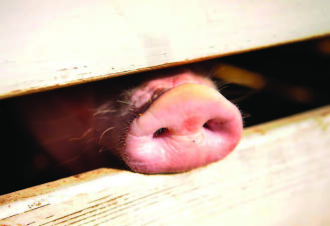 о новых правилах содержания свиней.jpg